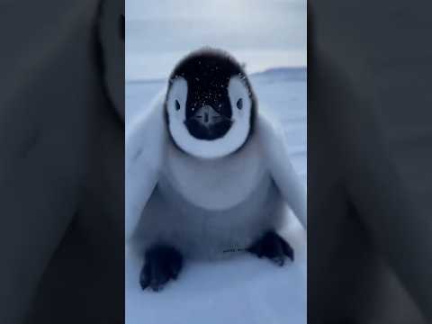 Cute penguin walk in snow 🥺🥺❤️ #shorts #penguin #beautiful