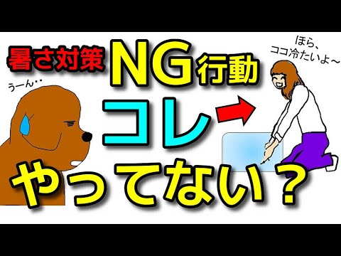 【犬 暑さ対策】注意！プロは暑さ対策＋○○対策もセットで行います！犬のしつけエマチャンネル【犬のしつけ＠横浜】