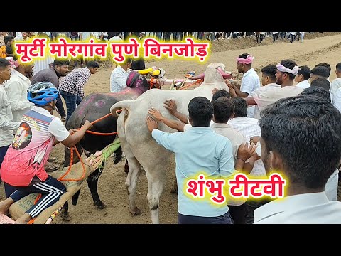 मूर्टी मोरगांव पुणे बिनजोड़ टीटवी और शंभू vs वजीर स्टार्टिंग प्वाइंट वीडियो बैल छूटते हुए ox race