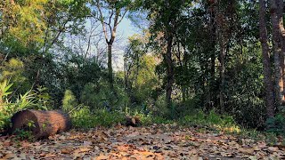 Forest Sounds for Relaxation & Meditation | Soothing Nature Sounds (Birds Chirping)
