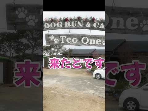 可愛かパピーゴールデンちゃんはボクより大きかったとです🐕🐕💕