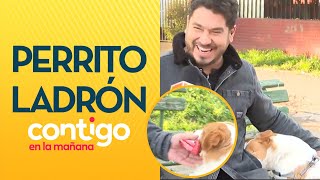 "¡OYE QUÉ RÁPIDO!"😂 Perrito le robó a Gino Costa en pleno despacho en vivo - Contigo en la Mañana
