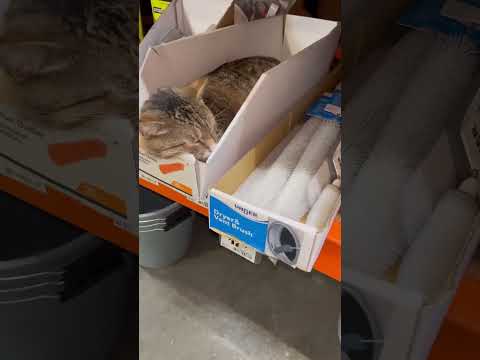 Leo gets comfortable anywhere 🐱@HomeDepot #catdad2020 #cats #homedepot