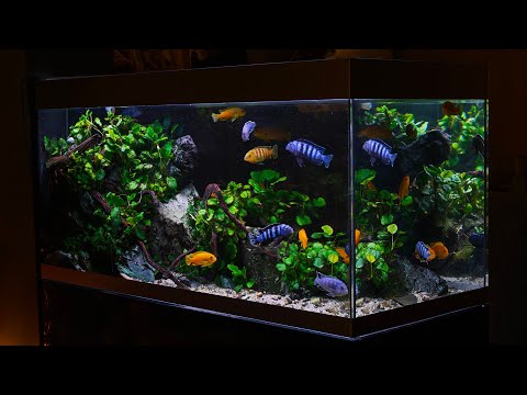 It's 877 days since planting the cichlid tank - the fish are MASSIVE! (4K)