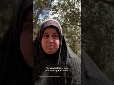 Israeli settlers systematically target the Palestinian olive harvest | AJ Shorts