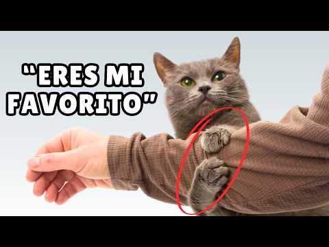 10 SEÑALES sutiles de que eres el humano FAVORITO de tu gato 💞