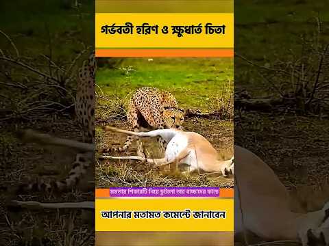 বাচ্চা জন্ম দেওয়ার আগেই হরিণের করুণ মৃত্যু! 💔 | Cheetah vs Deer#shorts