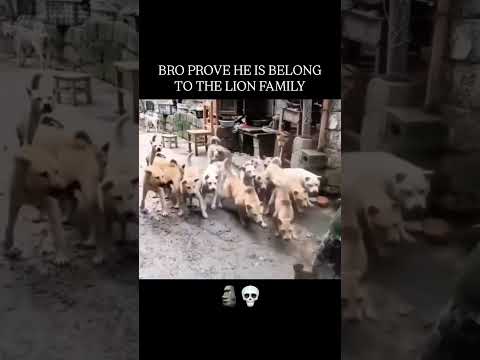 One vs all server 💀   dog  cat  animal  explore  new  viral  trending  reels  explorepage  share
