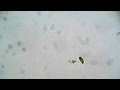 Konsèp Debaz ak Konklizyon Videyo
