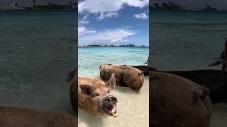 Giant pigs at the beach 🤯 #pig #beach #royalcaribbean