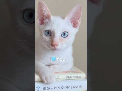 赤ちゃん白猫(笹かま猫) #子猫