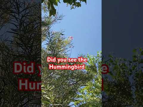 Did you see the hummingbird? #shorts