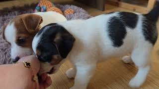 Jack Russell Terrier - Hodowla Jurassic Jack FCI  : Miot D ur.21.01.2026