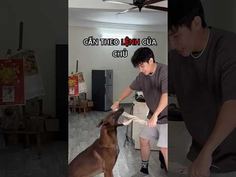 chó Malinois Bỉ có bảo vệ chủ không? #dog #vietnam #cúncon #malinois #vuive #chó