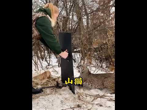 女孩救助了一只被困住的山猫，没想到它竟带着两个孩子找上门 #animals #pets #cats  #bobcat