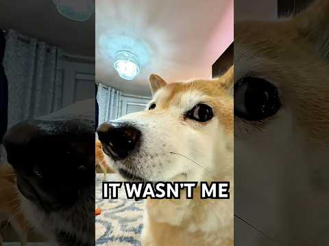 Doing 20 pushups everyday - day 1 fail #shibainu