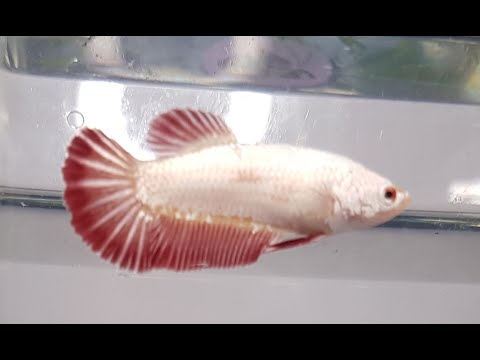 Red Dragon HMPK Betta Female (HTI028) (HopToIt2022)