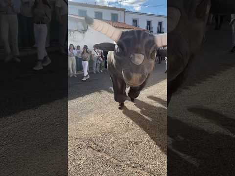 Nos coge el toro #toro #lechematerna #vaca