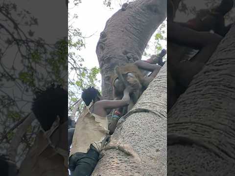 Amazing see how hadzabe hunt Baboons itโs dangerous #tradition #bushcraft