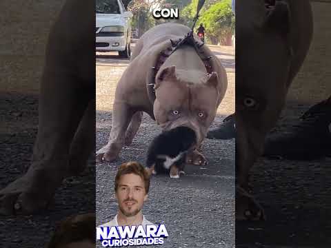 Imponente perro guardián conoce a su hermano.