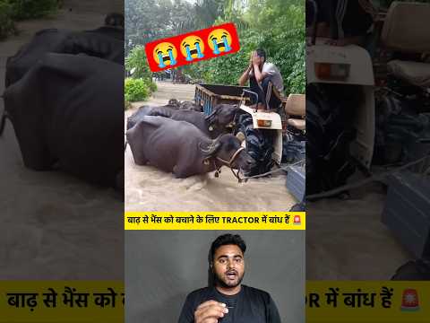 बाढ़ से भैंस को बचाने के लिए TRACTOR में बांध दिया हैं 😭🚨 #shorts #flood #tractor #buffalo #save