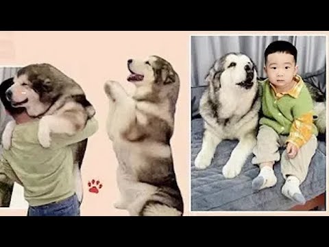 🐶🐶🐶想知道養阿拉斯加犬是什麼樣的體驗？来看我們家洛洛直播吧🥰