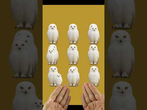 ¿Cuántos búhos hay?