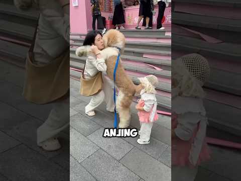 ia percaya anjingnya bisa menjaga anaknya ‼️#shorts