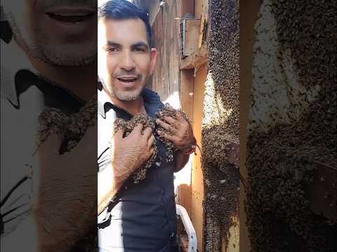 quieres ver un video de abejas?