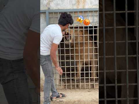 Dangerous lion 🦁 #lionnation #wildcats #tigerspotted #bigcats #wildliferescue 😱 #largecats 😡