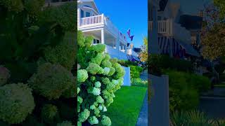 Sunday Morning Hydrangeas