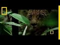 Big Cats: Hunting and Characteristics
