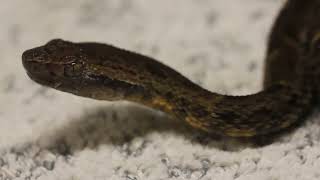 Carpet Snakes