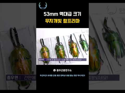 53mm 역대급 크기 무지개빛 람프리마사슴벌레 #사슴벌레 #람프리마사슴벌레 #insects