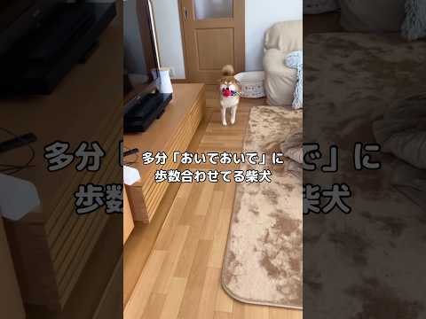 柴犬がおいでおいでの声に合わせて歩く様子を紹介します サムネイル