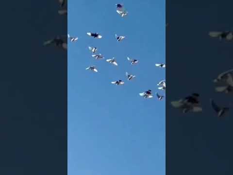 عشقبازی معروفترین بوکسر دنیا مایکل جرارد تایسون معروف به(مایک آهنی)و دوستدار نژاد کبوتر ایرانی شازده