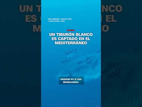 Un tiburón blanco es captado en el Mediterráneo