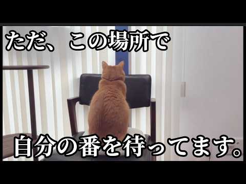 お気に入りの場所を使えなくなってしまった猫が、律儀にひたすら座って待ち続けています。