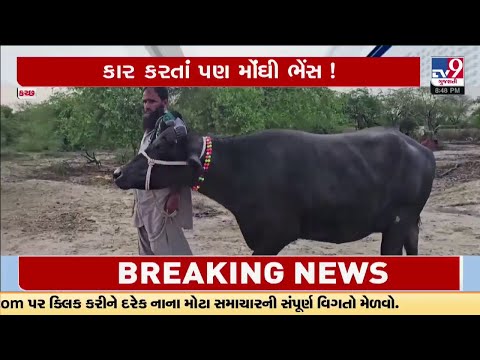 Most Expensive Buffalo: Kutch’s Ladki Sold for ₹14.1 Lakh | TV9Gujarati