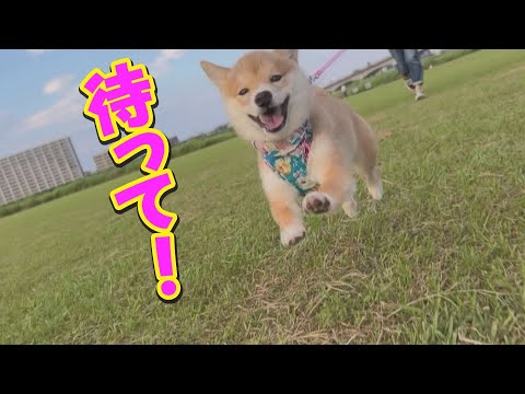 大喜びの子犬が、このあと柴拒否を発動しました・・・