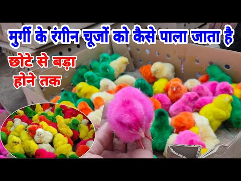 मुर्गी के रंगीन चूजे की देखभाल कैसे करे | how to handle colourful chicken chicks