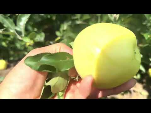 #1150Mời Cả Nhà Cùng Đi Hái Táo Ham Quá Luôn Táo Ngon Ngọt Bột Để Ngăn Mát Tủ Lạnh Ăn Được 1 Tháng.