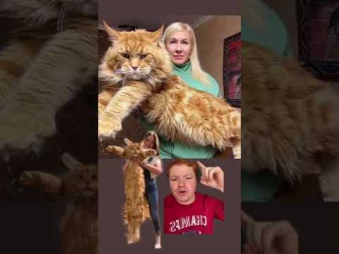 Top 5 razas de gato más épicas del mundo