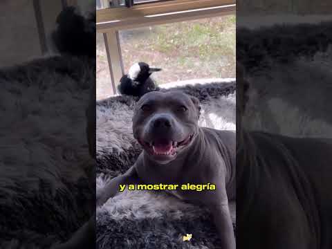 The magpie that saved a depressed dog: love that crosses species #animals #Friendship #Us