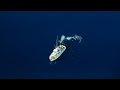 Whale Rescue and Entanglement Issues