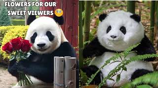 Cute Panda🐼 and their Babies🐣