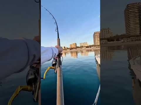 😱⚠️MINI-ATÚN DE 50cm⚠️😱 #fish #fishing #tuna #lure #pesca #shortvideo #fyp #foryou
