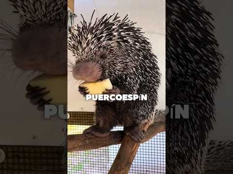 Puercoespin vs Equidna 🦔 #animals #curiosidades #puercoespin #equidna #diferencias #nature #shorts