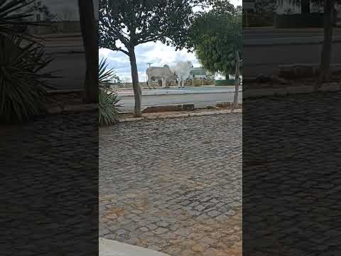 quebrou a estátua
