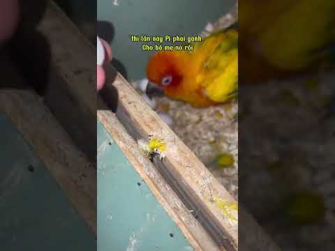 phải nhờ ấp trứng😄 #pets #chimcanh #parrot #thiênnhiên